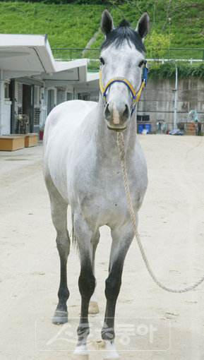 역경을 딛고 돌아온 왕년의 명마 백광. 과연 백광은 경주로에서 과거의 영광을 재현할 수 있을까. 사진제공｜한국마사회