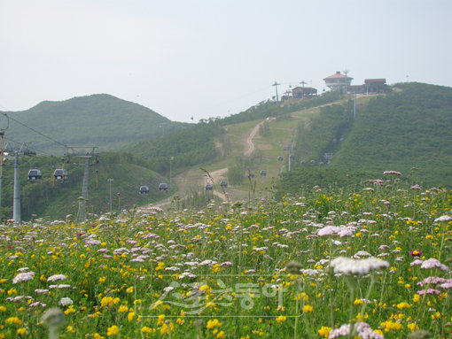 해발 1000m가 넘는 하이원 리조트 마운틴 허브에 펼쳐진 야생화 정원. 노랑, 하양, 핑크 등 다채로운 컬러의 야생화가 만드는 향기는 그윽하다.
