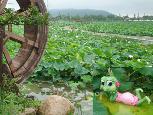 동양 최대의 백련 자생지인 전남 무안의 회산백련지. 끝없이 펼쳐진 백련의 매력에 가히 감탄사를
자아낼 만 하다. 작은 사진은 백련 사이 자리 잡은 아롬이 조형물.