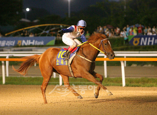 2009년 야간경마 기간 중 54회 출주해 무려 14승을 하며 1위를 차지한 최범현(30세·프리) 기수가 2009 YTN배 대상경주에서 역주하고 있다. 사진제공 | 한국마사회