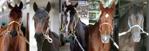 이번 일요경주는 국산대표마들의 치열한 경합이 예상된다. (사진왼쪽부터 시계방향) 홀리드리머, 러브캣, 칸의제국, 백년봉, 천하으뜸 사진제공|한국마사회