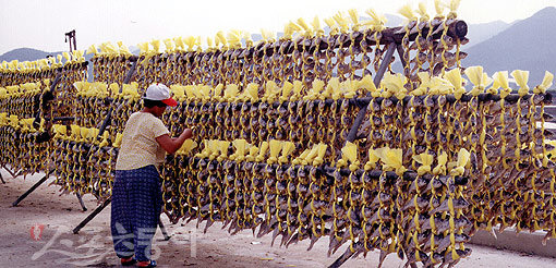 전남 영광군 법성포는 굴비를 말리는 데 최적의 장소다. 간수가 완전히 빠진 천일염도 영광굴비 맛의 비결이다. 타지 조기도 법성포에 오면 명품굴비로 재탄생하게 된다.
영광｜이길상 기자 juna109@donga.com