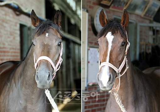 20일 서울경마공원에서 열리는 동아일보배 대상경주에 국산2군 암말 강자들이 대거 출사표를 던졌다. 우승을 노리는 화려한 비상(왼쪽 )과 강한스피드. 사진제공|한국마사회