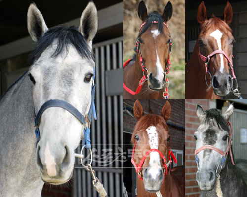 왼쪽에서 부터 시계 방향으로 백광, 황룡사지, 태산북두, 욱일동자, 세븐카드.