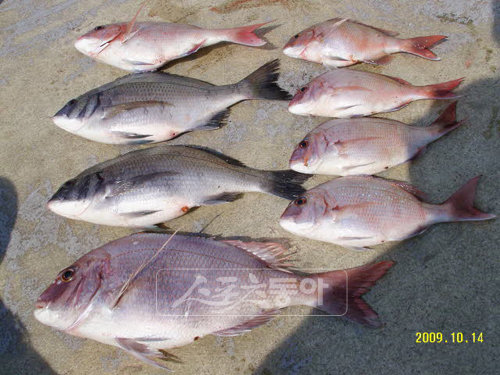 ‘패밀리가 떴다’의 방송 조작 논란을 해명하기 위해 SBS 홍보실이 참고자료로 제시한 참돔 사진. 사진제공｜SBS