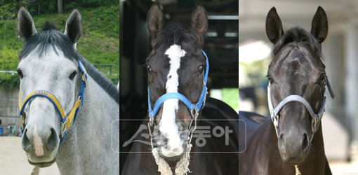 백광, 희망에너지, 프라우디. 스포츠동아DB