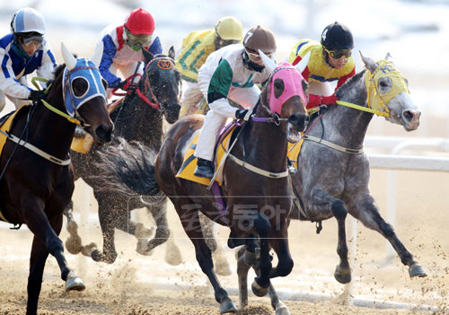 서울경마공원이 ‘고객 섬김’ 서비스 실천에 나섰다. 경마 팬들은 경마장을 찾는 일이 더욱 반가워질 전망이다. 사진은 경주 모습. [사진제공=한국마사회]