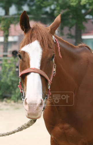 일요일 제10경주 강력한 우승 후보 ‘오백예찬’