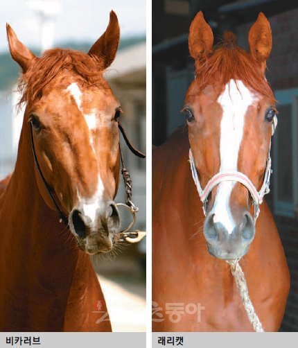 비카러브 래리캣