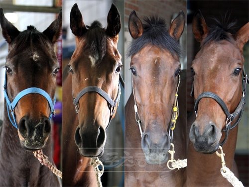 유로파이터, 만점환희, 동방로즈, 스페셜볼포니 (왼쪽부터)