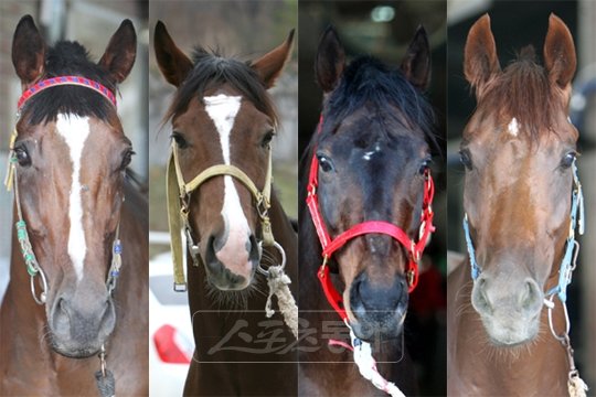 빅토리타운, 주몽, 미스터러빙라이프, 누보리시 (왼쪽부터). 스포츠동아DB