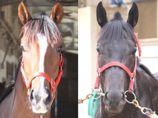 사상 최초로 17연승을 달성한 ‘미스터파크’(왼쪽)와 외산마를 제치고 서울경마공원을 평정한 ‘에이스갤러퍼’. 화제의 두 포입마가 12월 11일 서울경마공원서 열리는 ‘2011 그랑프리’에서 정면 대결을 벌인다. 사진제공｜한국마사회