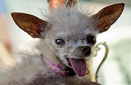 가장 못생긴 개 사망.