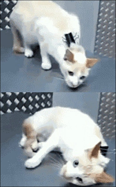 고양이 끄는 법 사진 화제