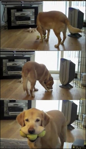 ‘공 물어오랬더니’ 동영상 화제. 사진=온라인커뮤니티