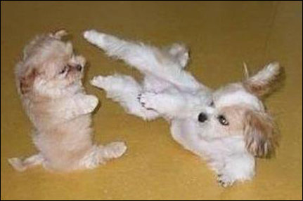 ‘왼쪽 강아지 조심해’ 사진 화제