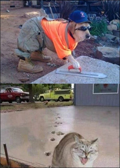 개가 고양이 싫어하는 이유. 사진=온라인커뮤니티