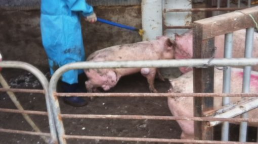 병든 돼지를 최고급 바비큐로 둔갑시키는 현장을 찾아나선 채널A ‘이영돈 PD의 먹거리 X파일’의 한 장면. 사진제공|채널A