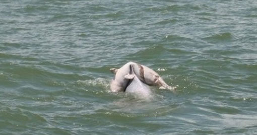 ▲죽은새끼 업은 돌고래