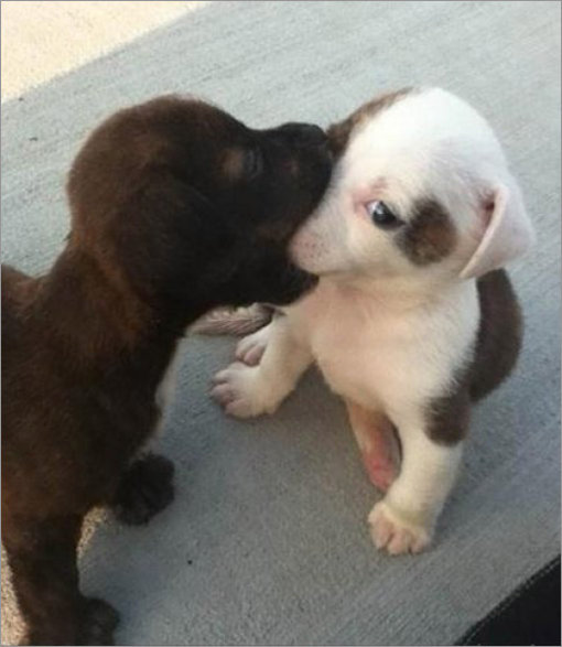 ‘입냄새 참는 강아지 사진’