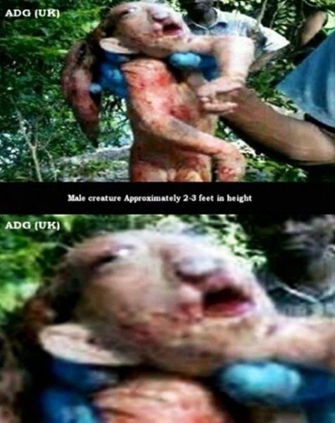 아프리카 괴생명체. 사진출처=인터넷 커뮤니티