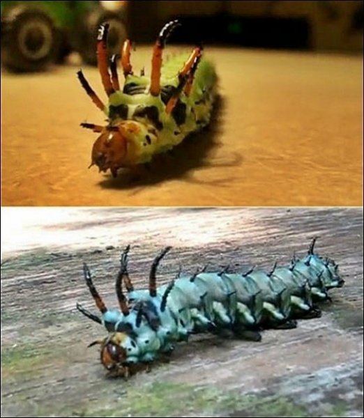 악마 애벌레. 사진출처=인터넷 커뮤니티