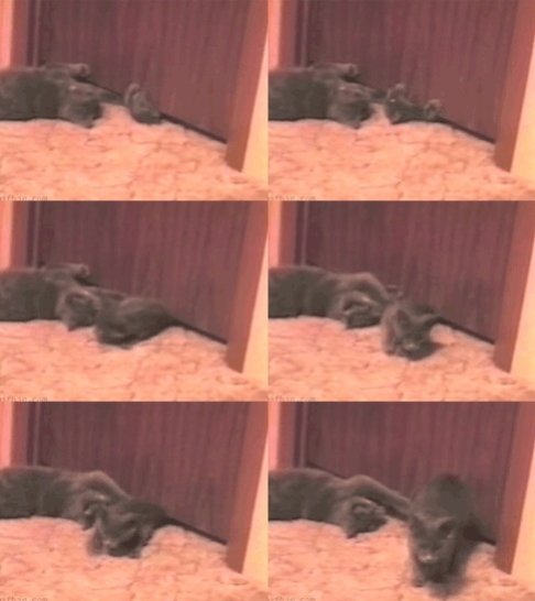 ‘고양이 액체설 입증’ 영상 화제