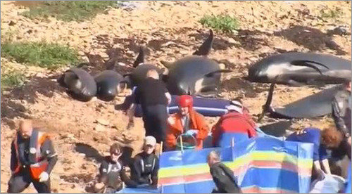 파일럿고래 집단자살. 사진=방송화면 캡쳐