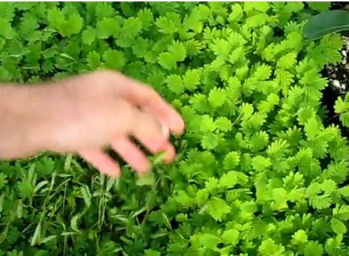 ‘죽은 척하는 식물’ 사진출처=인터넷 커뮤니티