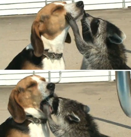 ▲개 세수시키는 너구리