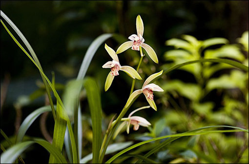 제주서 국내 미기록 난초 발견