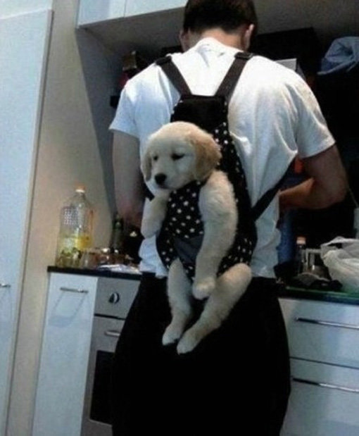 ‘말썽부린 강아지의 최후’