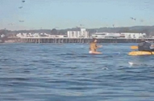 ‘고래 먹이 먹는 장면’ 사진=인터넷 커뮤니티