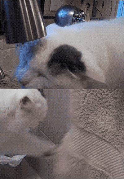 위생적인 고양이 화제