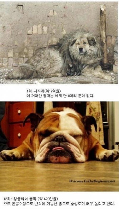 비싼 애완동물 순위