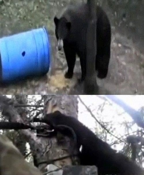 곰의 소름돋는 스피드