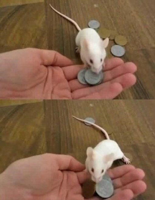 ‘과자 사 먹는 쥐’ 사진=해당 영상 캡처