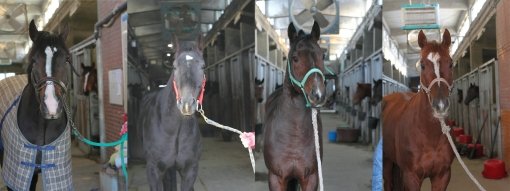 (왼쪽에서부터)샌드짱-야호필승-내장산-글로벌퓨전. 사진제공|한국마사회