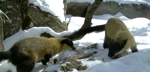 ‘담비 최상위 포식자’