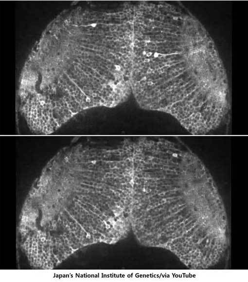 ‘뇌 속의 생각 촬영’