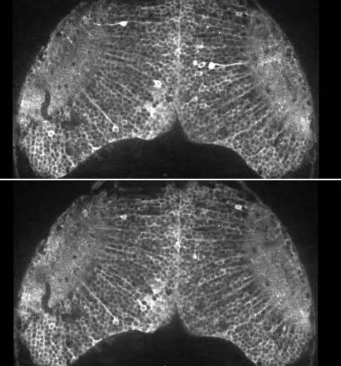 사진=커런트 바이올로지