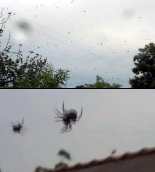 하늘 덮은 거미 떼. 사진=해당 영상 캡처