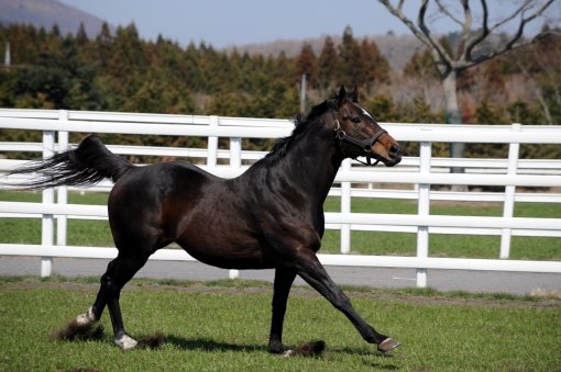 ‘내가 씨수말 최고 인기스타.’ 몸값 40억원을 자랑하는 국내 씨수말의 간판스타 메니피의 멋진 자태. 사진제공|한국마사회