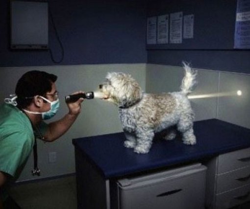 ‘강아지를 관통한 빛’ 사진=인터넷 커뮤니티