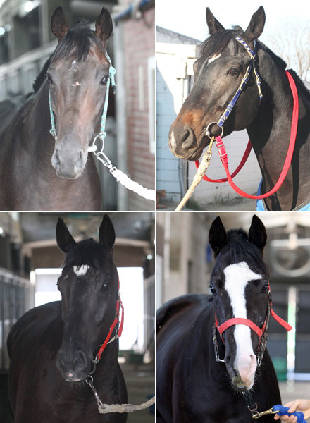 지금이순간-마니피크-싱그러운아침-브라더스(맨 위 왼쪽부터 시계방향으로). 사진제공｜한국마사회