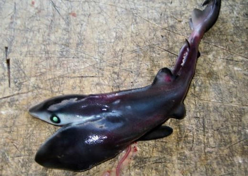 ‘머리 둘 식인상어’