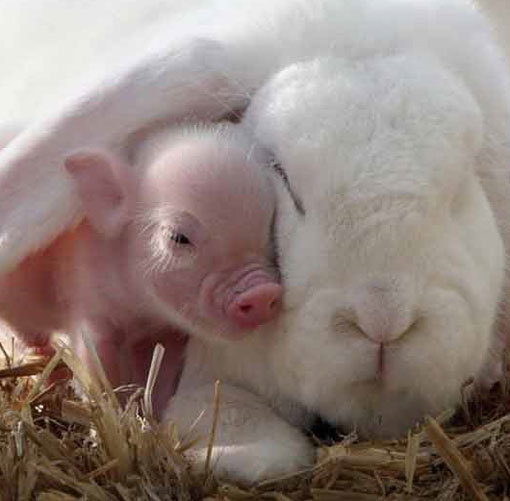 돼지 토끼 실사판