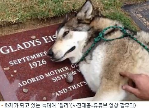 ‘주인 묘에서 통곡하는 개’ 사진=해당 영상 캡처