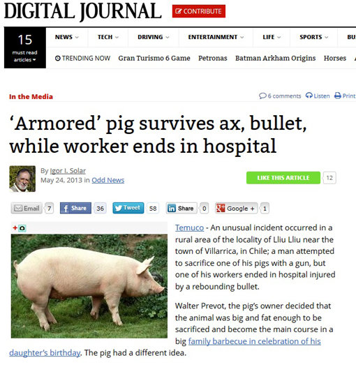 칠레 방탄 이마 돼지. 사진출처 | 디지털저널닷컴 홈페이지 캡쳐
