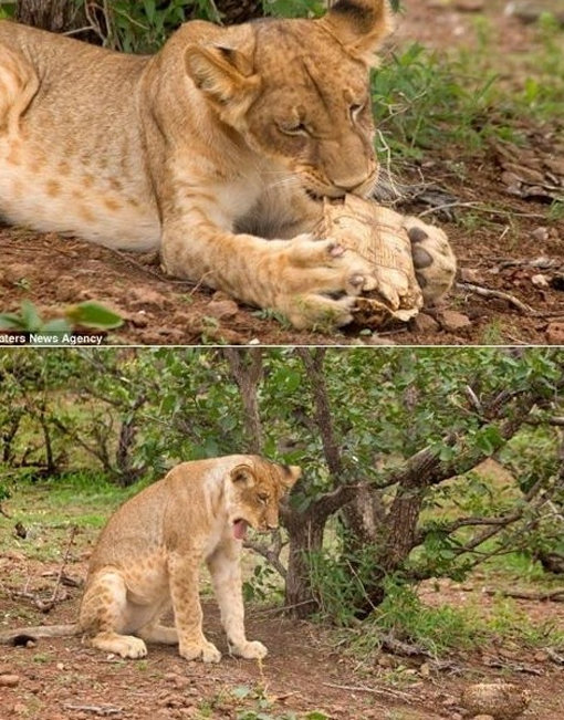 간식 포기하는 사자. 출처｜온라인 커뮤니티